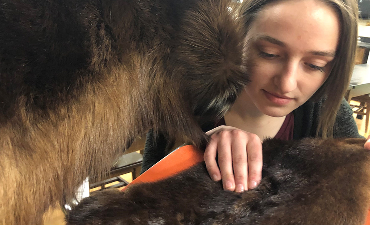 Woman examining moose fur for ticks.