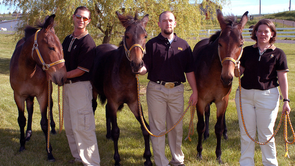 Three cloned mules with three Idaho researchers, mules from left to right are Idaho Star, Utah Pioneer, Idaho Gem