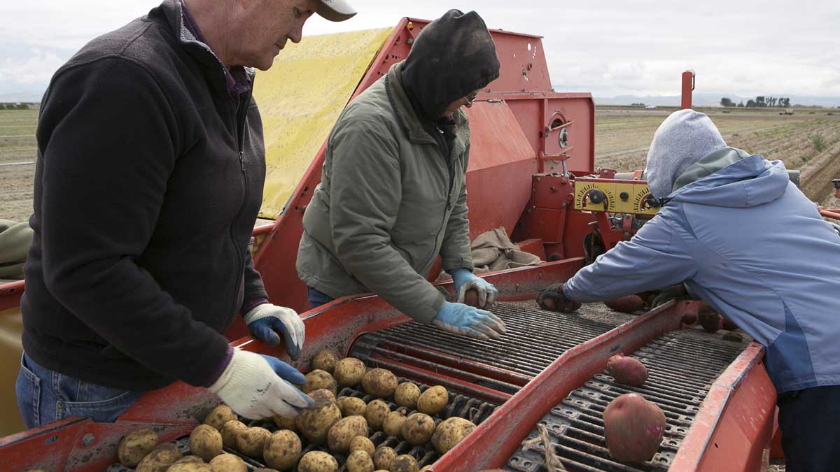 Harvesting potatoes with a conveyor
