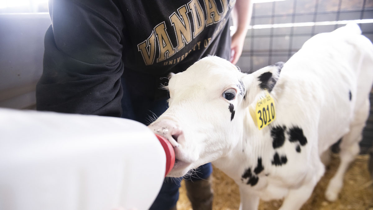 Woman bottle feeding a white with few patches of black spots calf.