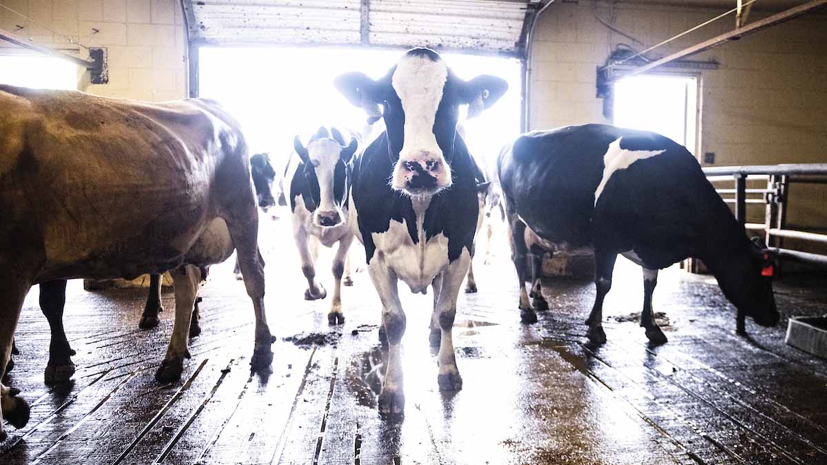 Dairy cows entering the milking parlor.