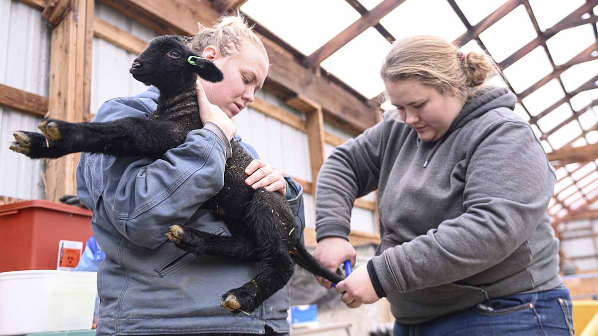 Two women fixing a lambs tail.