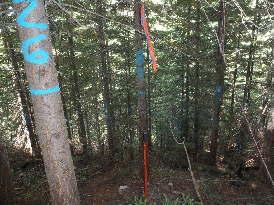 Example density manipulation plot in a Douglas-fir dominant forest.