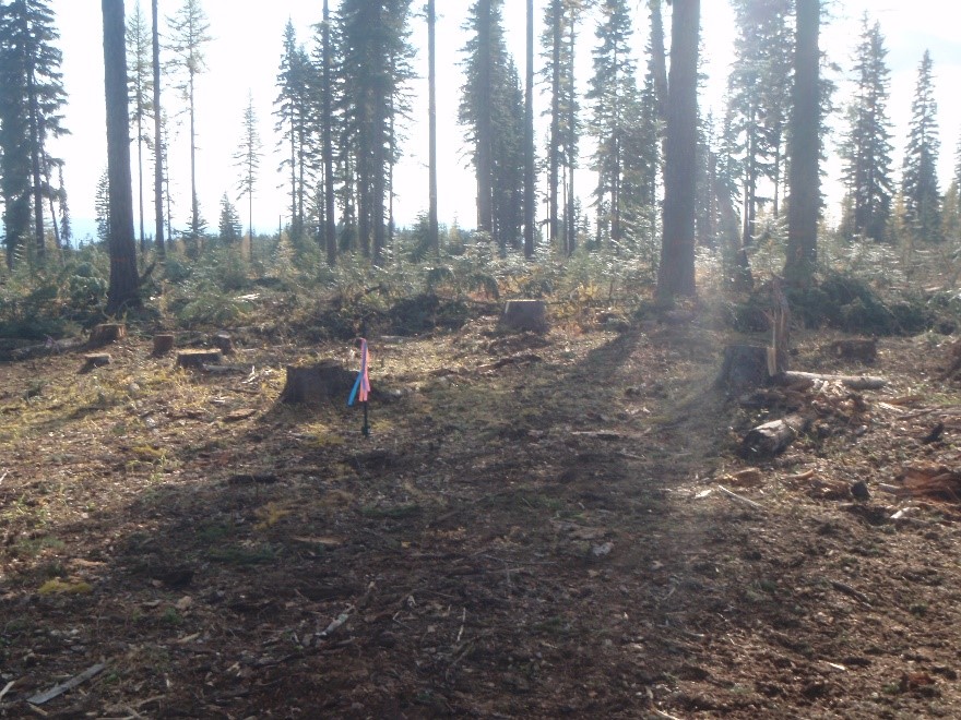 Complete slash removal plot at Loon research installation in northeastern Oregon