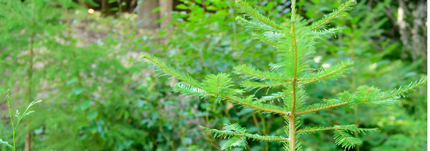 A close up of a young, green pine tree in a lush, green forest. 