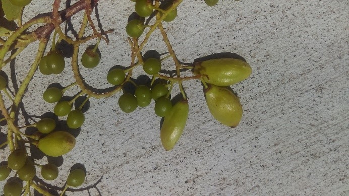 Small green fruits and a few large green flat fruits.