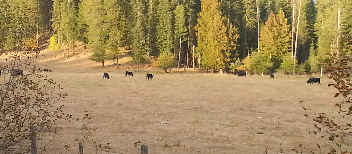 Grazing at the edge of the forest.
