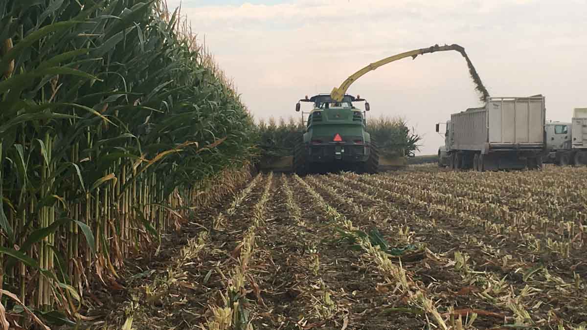 Corn being harvested for sillage in Elmore County, September 2017.