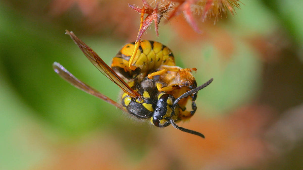 Wasp (Vespula spp.) feeding on the abdomen of a beneficial syrphid fly.