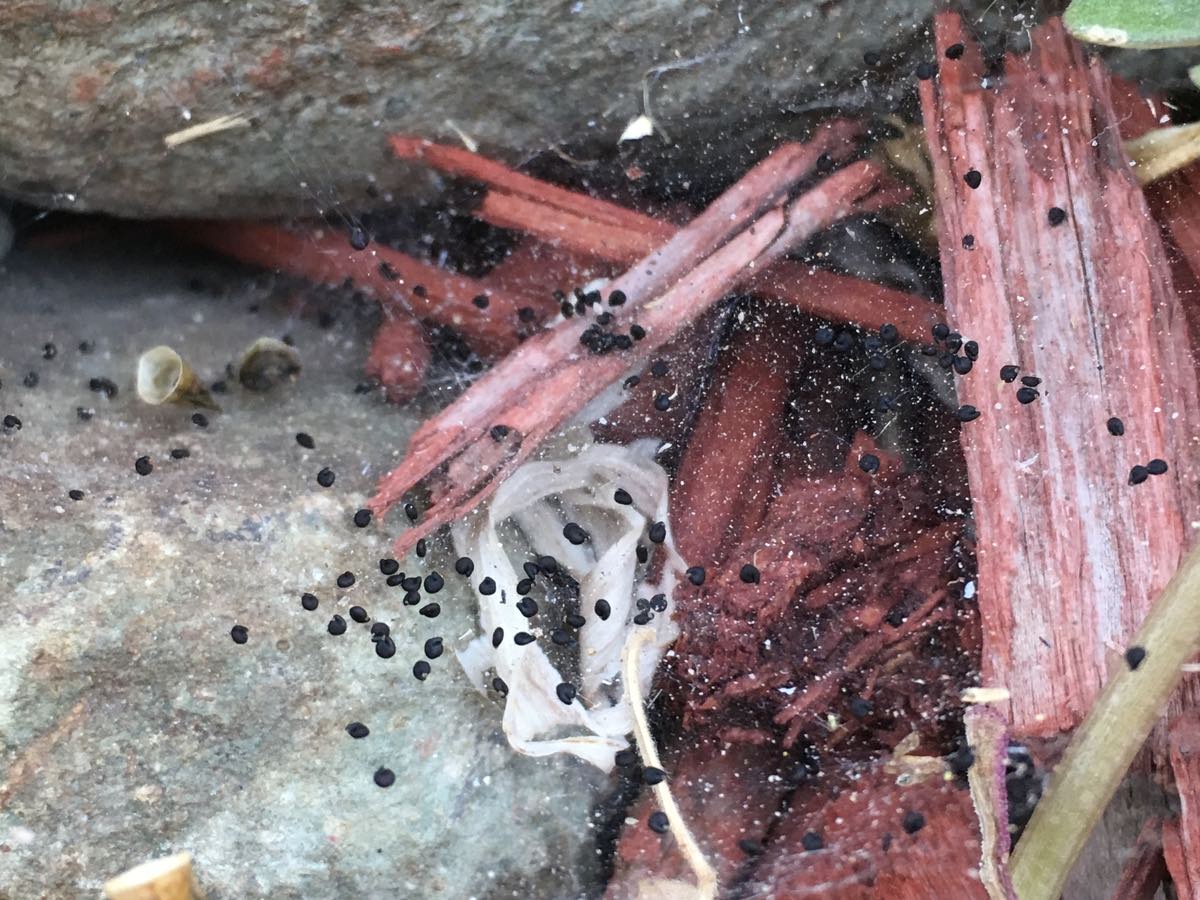 Close-up of Purslane Seeds Caught in Spiderweb