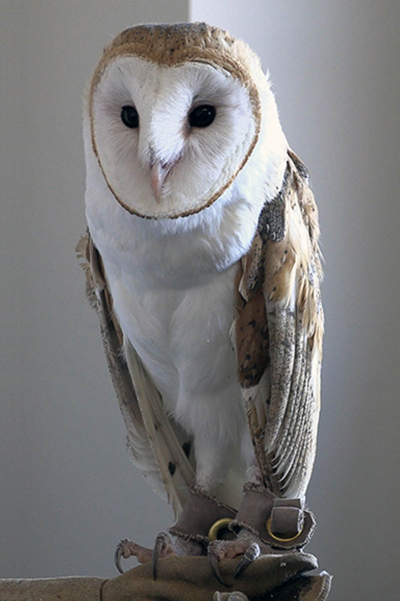 A junior barn owl being shown in a classroom