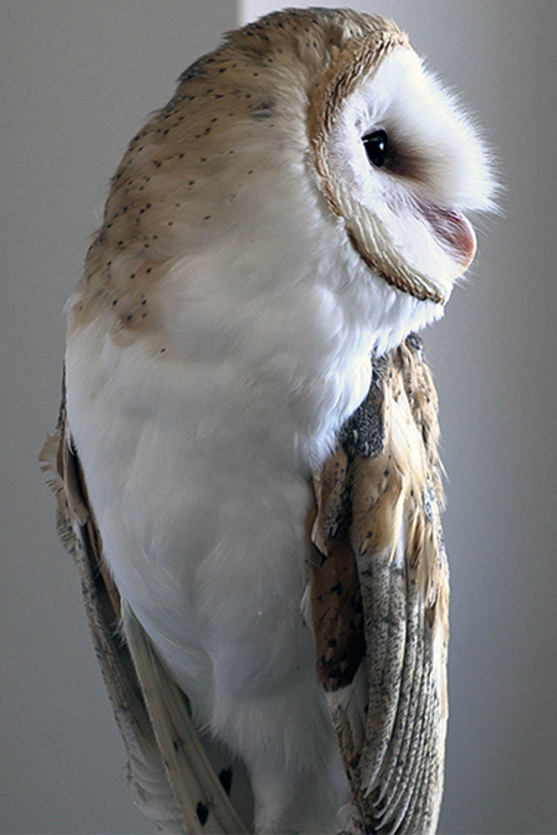 A junior barn owl being shown in a classroom