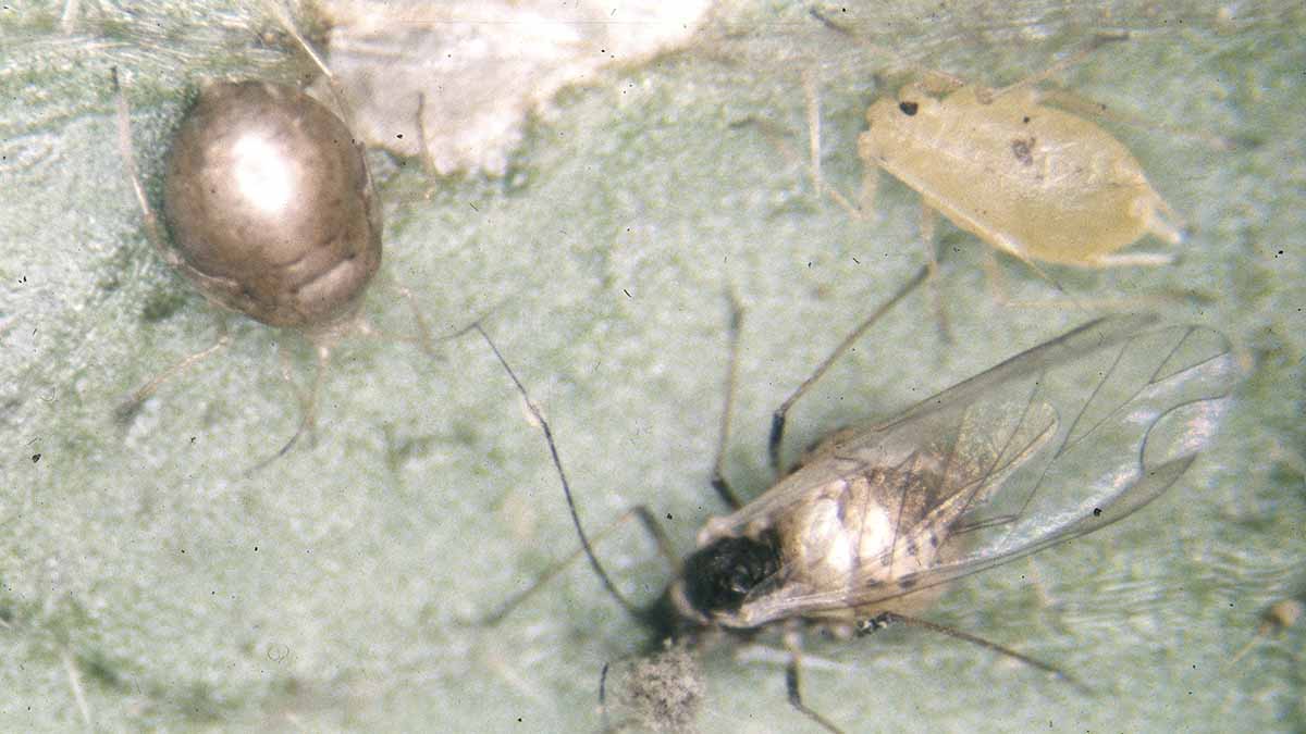 Green peach aphid “mummies,” winged and wingless form, that have been attacked by parasitoid