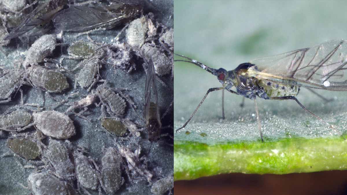 Cabbage Aphid (Brevicoryne brassicae) colony with multiple life stages (left) winged adult (right)