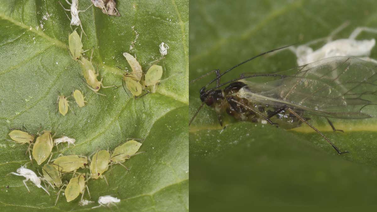 Green Peach Aphid (Myzus persicae) group of multiple life stages (left) and winged adult (right)
