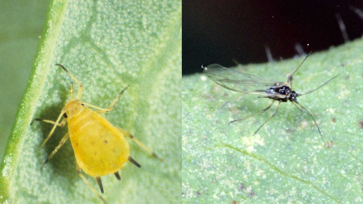 Melon/Cotton Aphid (Aphis gossypii) immature (left) and winged adult (right)