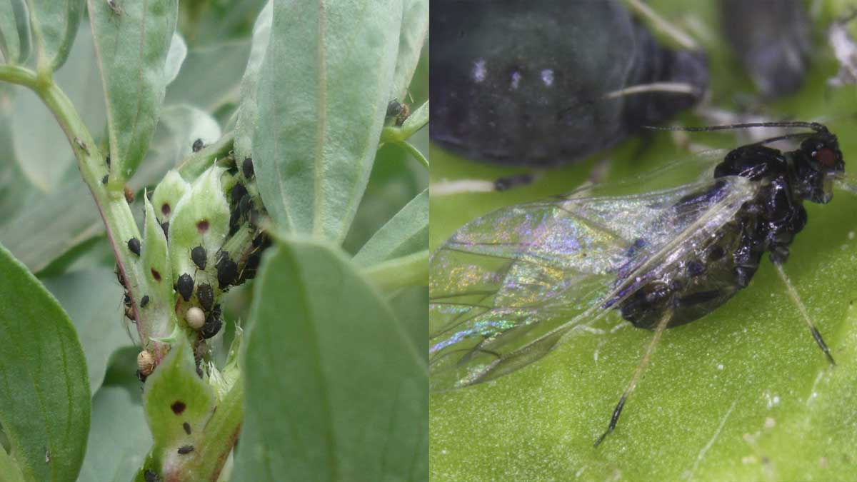 Bean aphid (Aphis fabae) colony with multiple life stages and parasitized mummies (left) and winged adult (right)