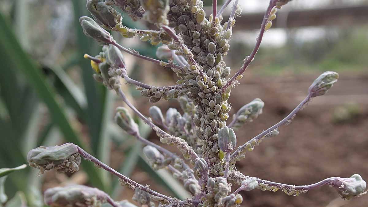 Severe cabbage aphid infestation causing deformation and stunting in canola plant, a summer host