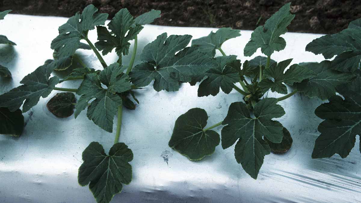 Squash grown on reflective mulch to reduce virus transmission