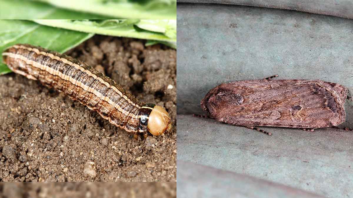 Army cutworm larva and adult