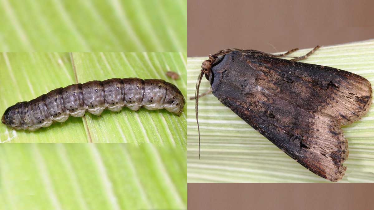 Black cutworm larva and adult