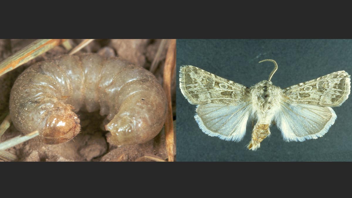 Pale western cutworm larva and adult