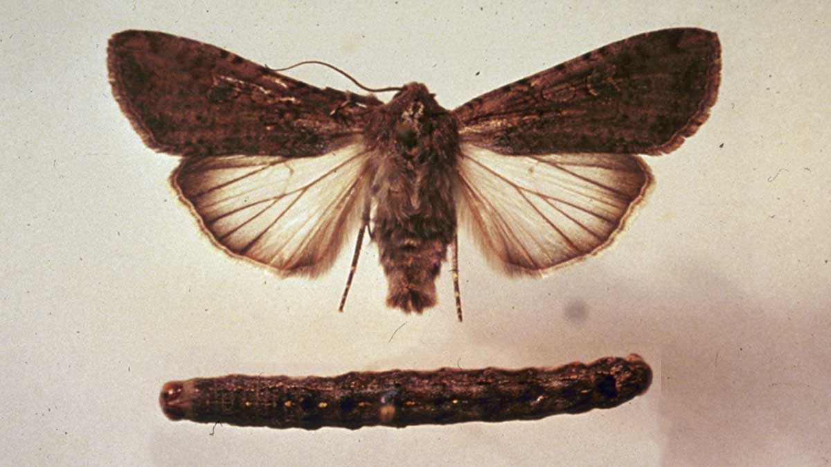 Variegated cutworm larva and adult