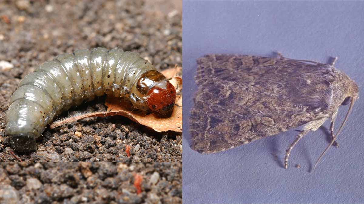 Glassy cutworm larva and adult