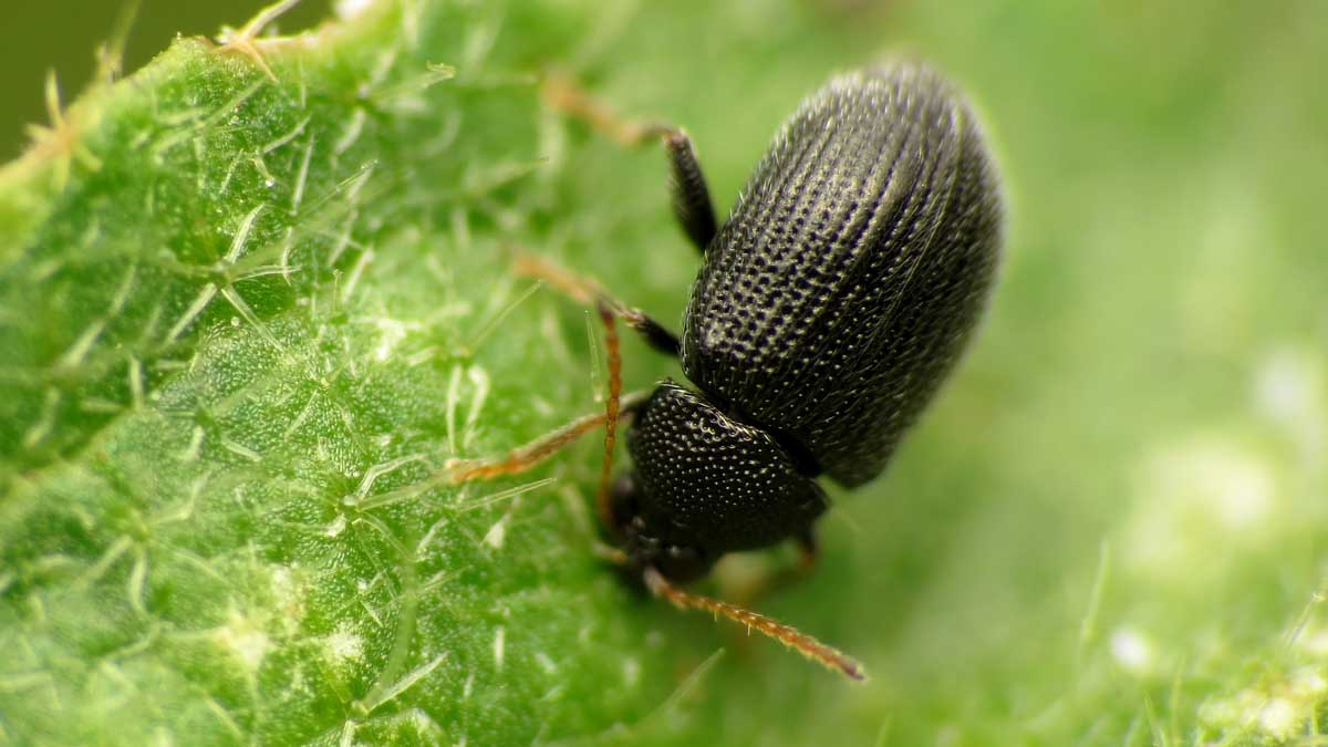 Flea beetle adult