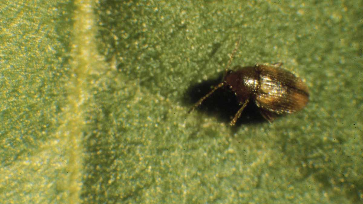 Tobacco flea beetle adult