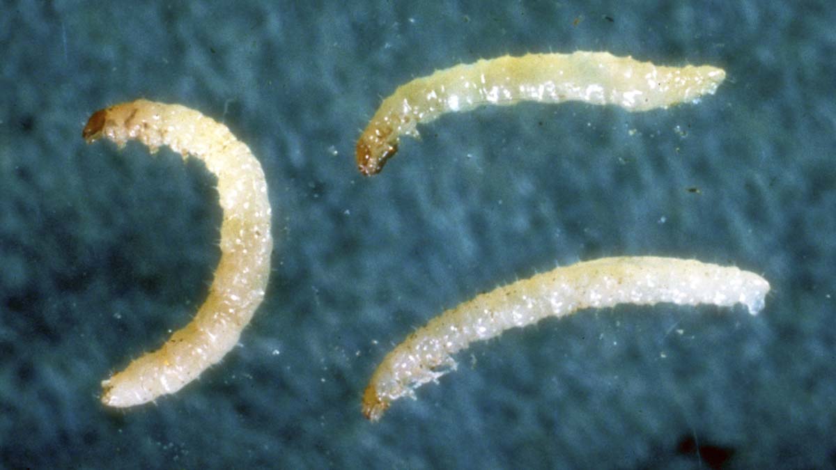 Tuber flea beetle larvae