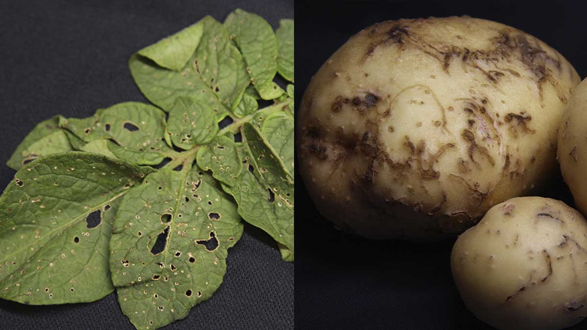 Flea beetle damage to potato leaves and tubers