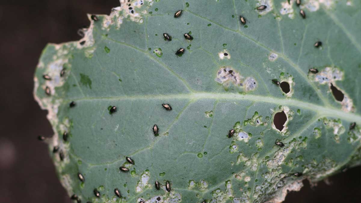 Flea beetle damage to broccoli leaf.