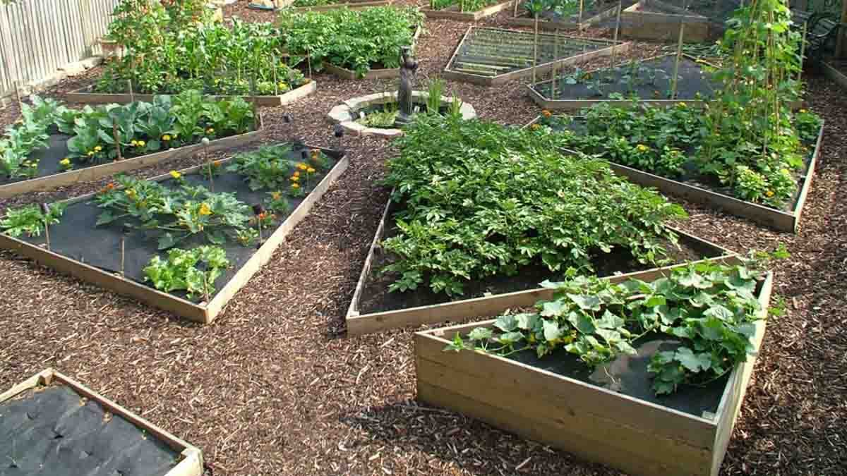 a raised or boxed vegetable garden