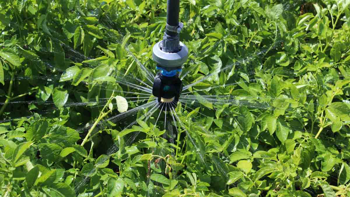 A sprinkler is shown, one of several methods of irrigation are used to feed crops in south central Idaho and at the University of Idaho Kimberly Research and Extension Center