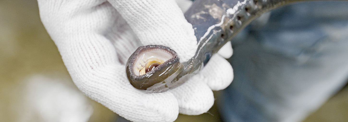 A gloved hand holding an eel-like lamprey, showing the mouth.