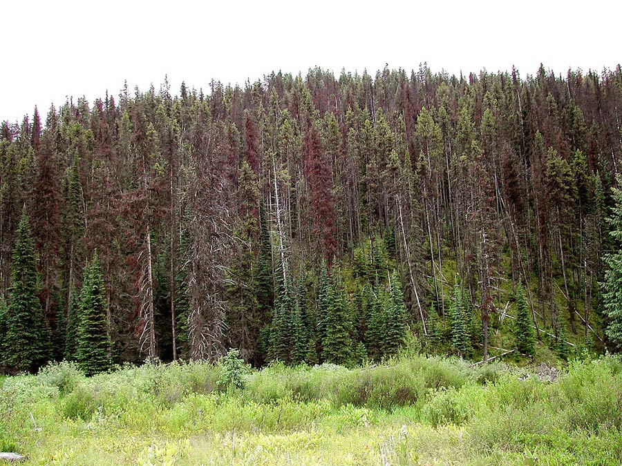 The dead trees in this forest can be turned into fuel to improve economic revenue and reduce fire hazard.