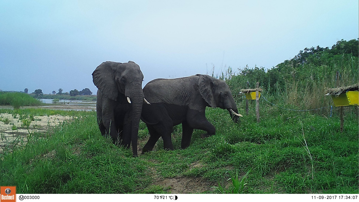 U of I-Led Study Finds Experimental Fences Deter Elephant Crop Raiding, Provide Income