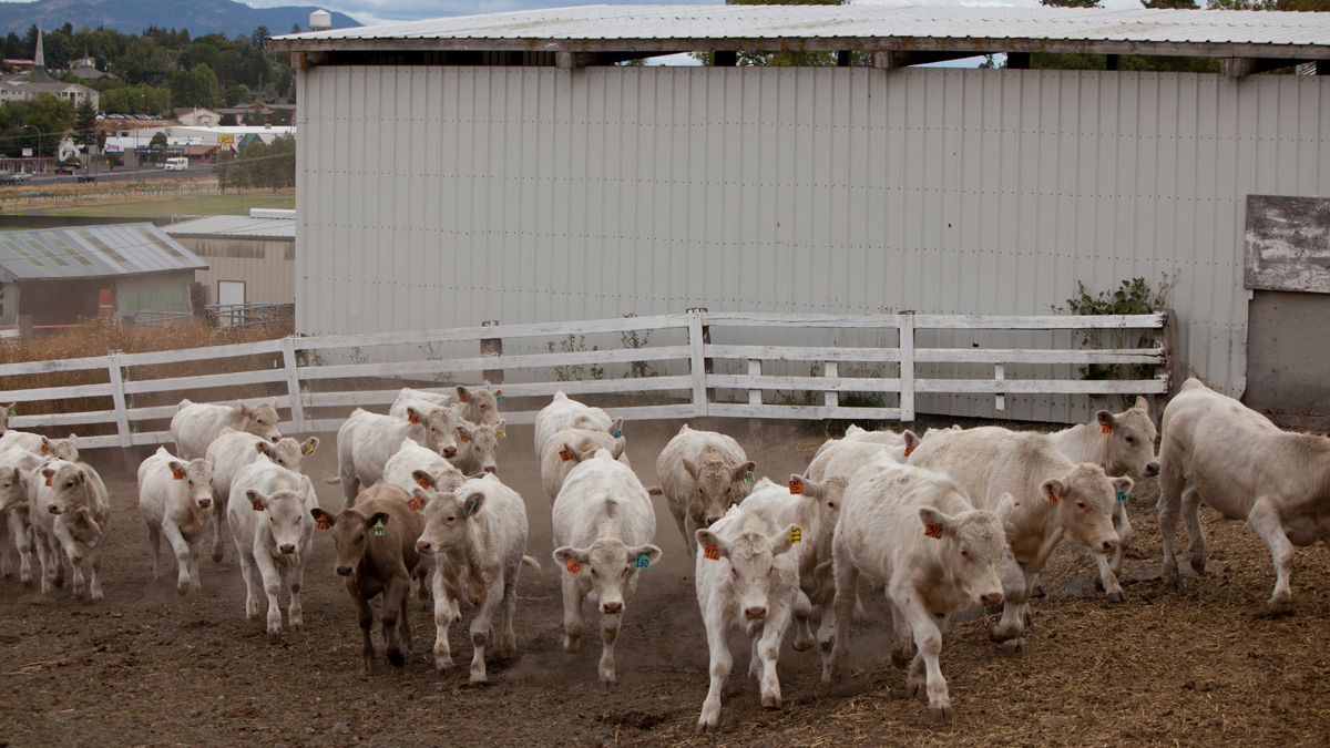 White cows at the Beef Center.
