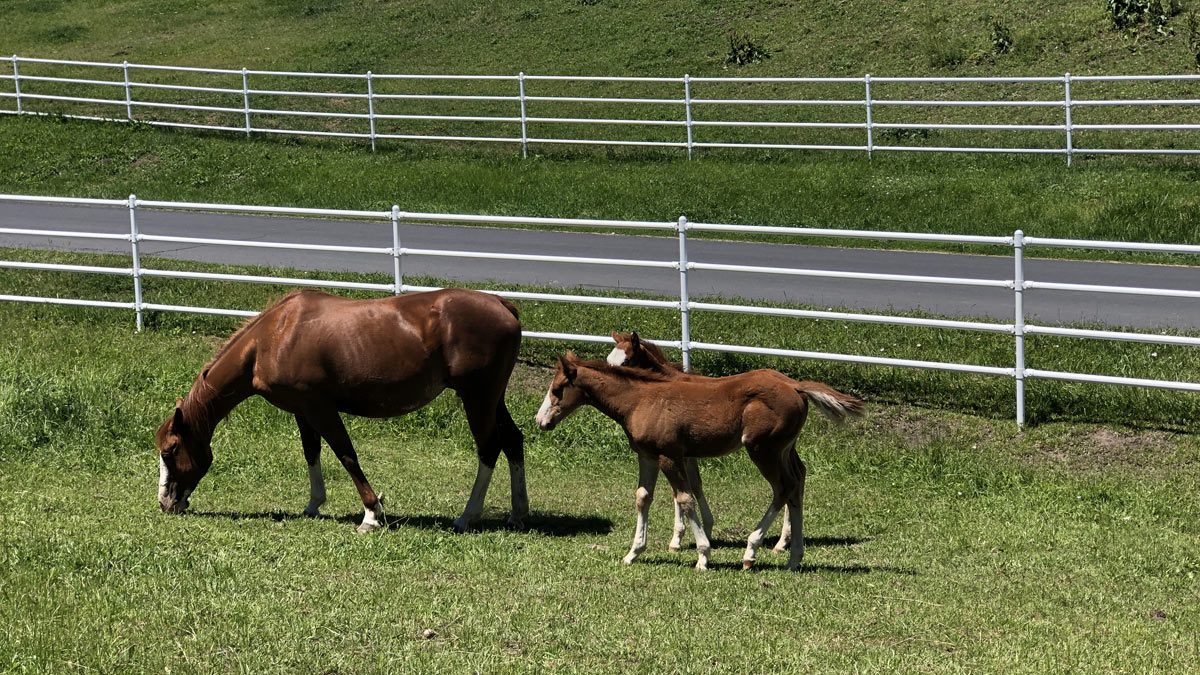 A horse with two foals by the roadside.