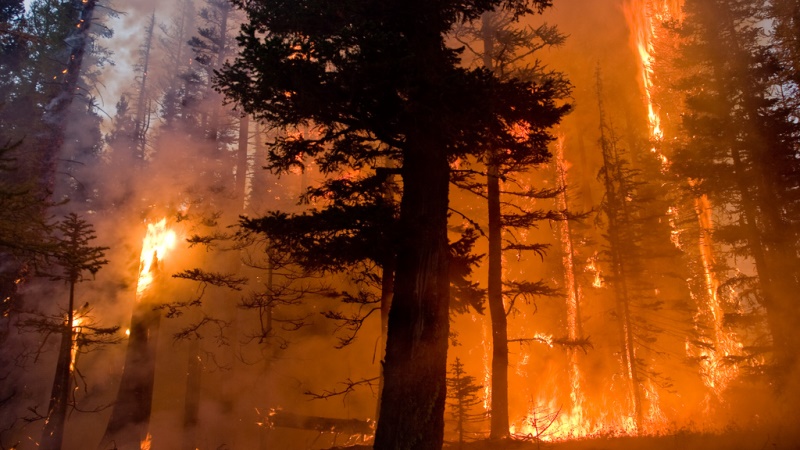 Fire Ecology & Management, B.S. - University of Idaho