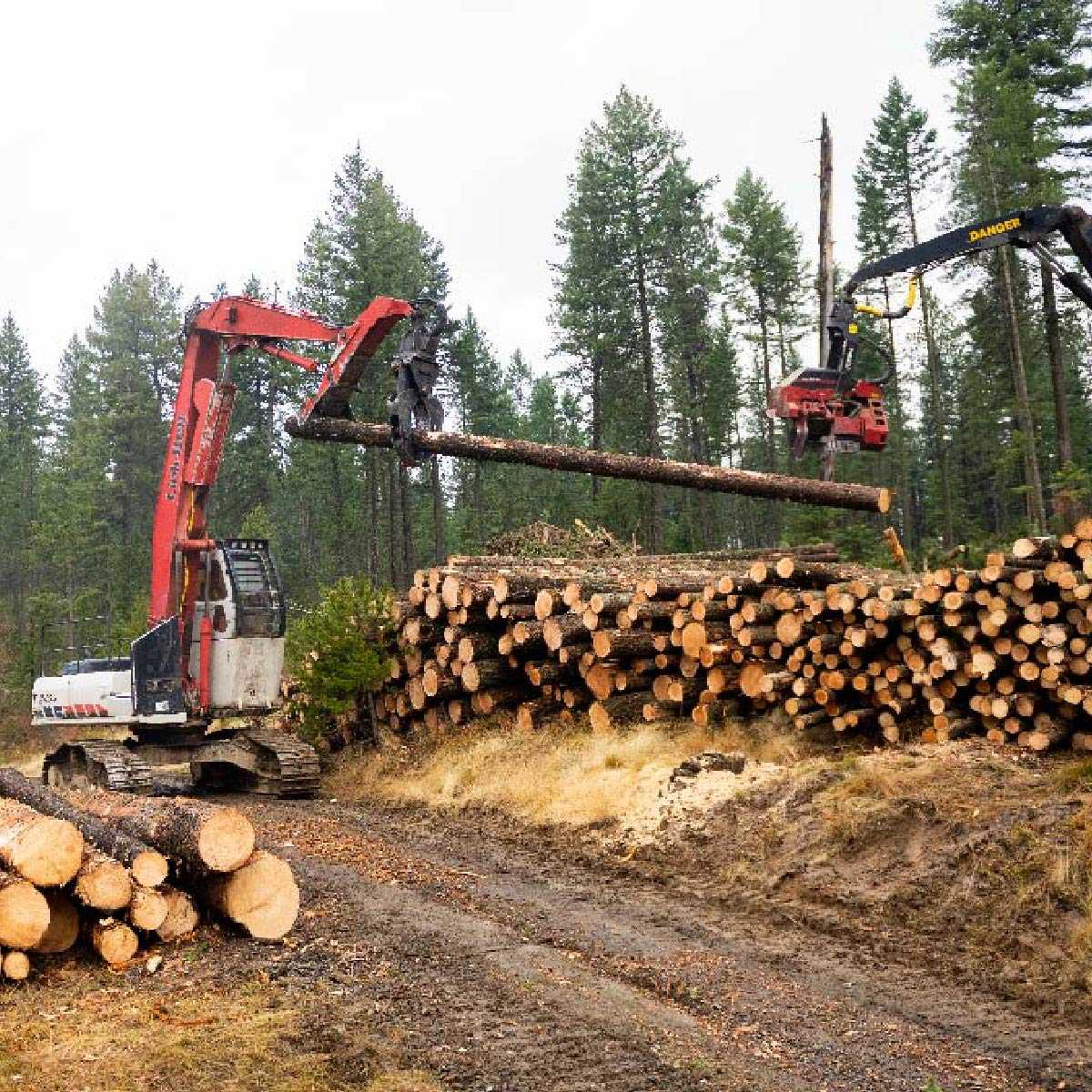 Logging crews stack cut wood in the U of I experimental forest. 