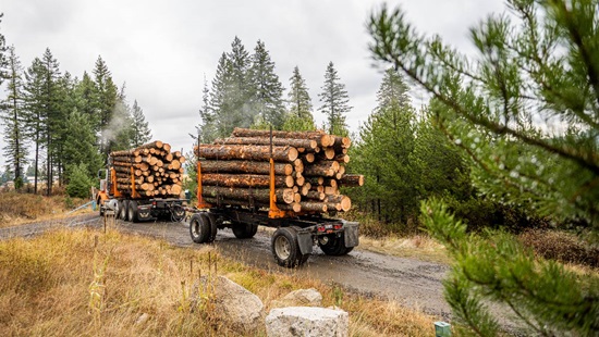 Logging trucks hauling a wood loads out of the U of I experimental forest.