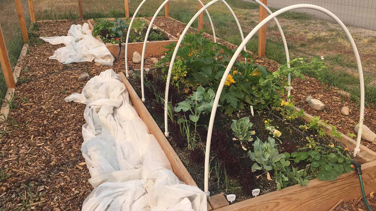 Green plants rise up from beneath hoop frames. Plastic is rolled up along the sides of raised garden beds.