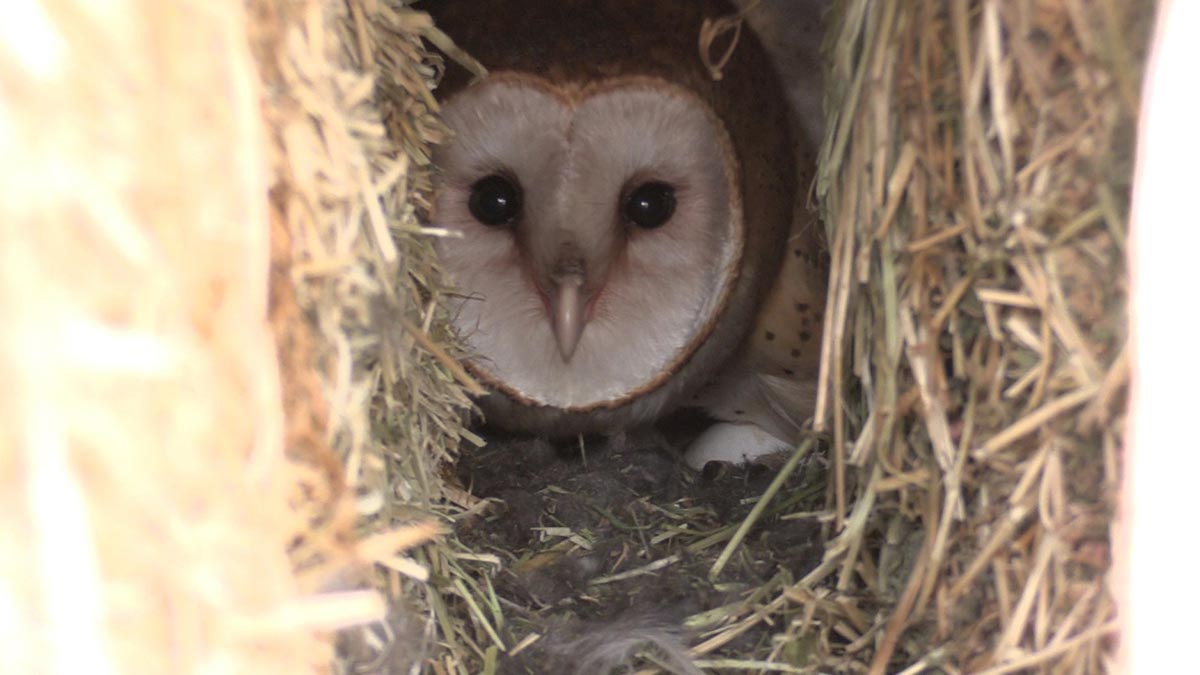 Barn owl in hay pile