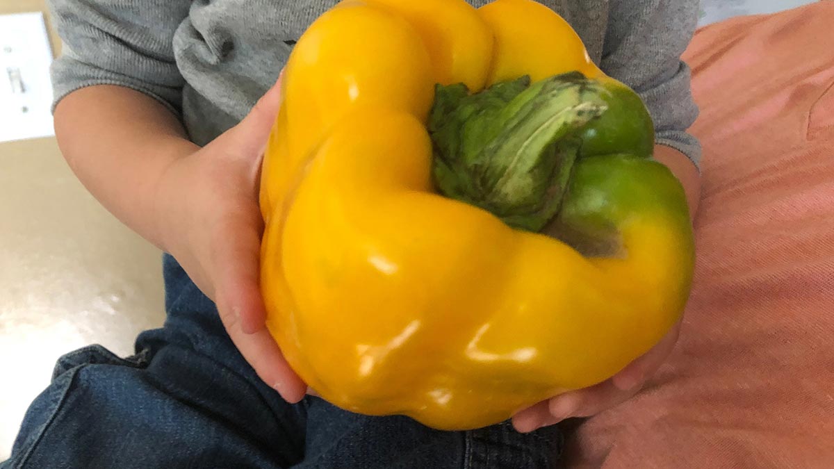 A giant yellow pepper in the hands of a small child.