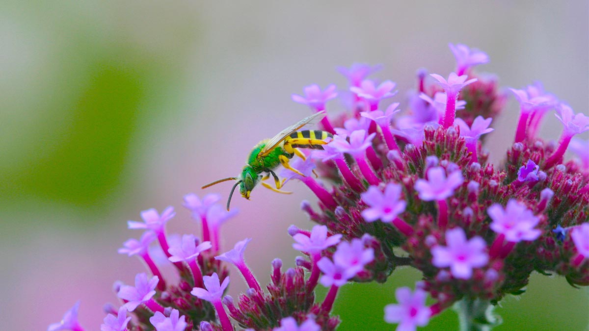 A small green insect among small purple flowers.
