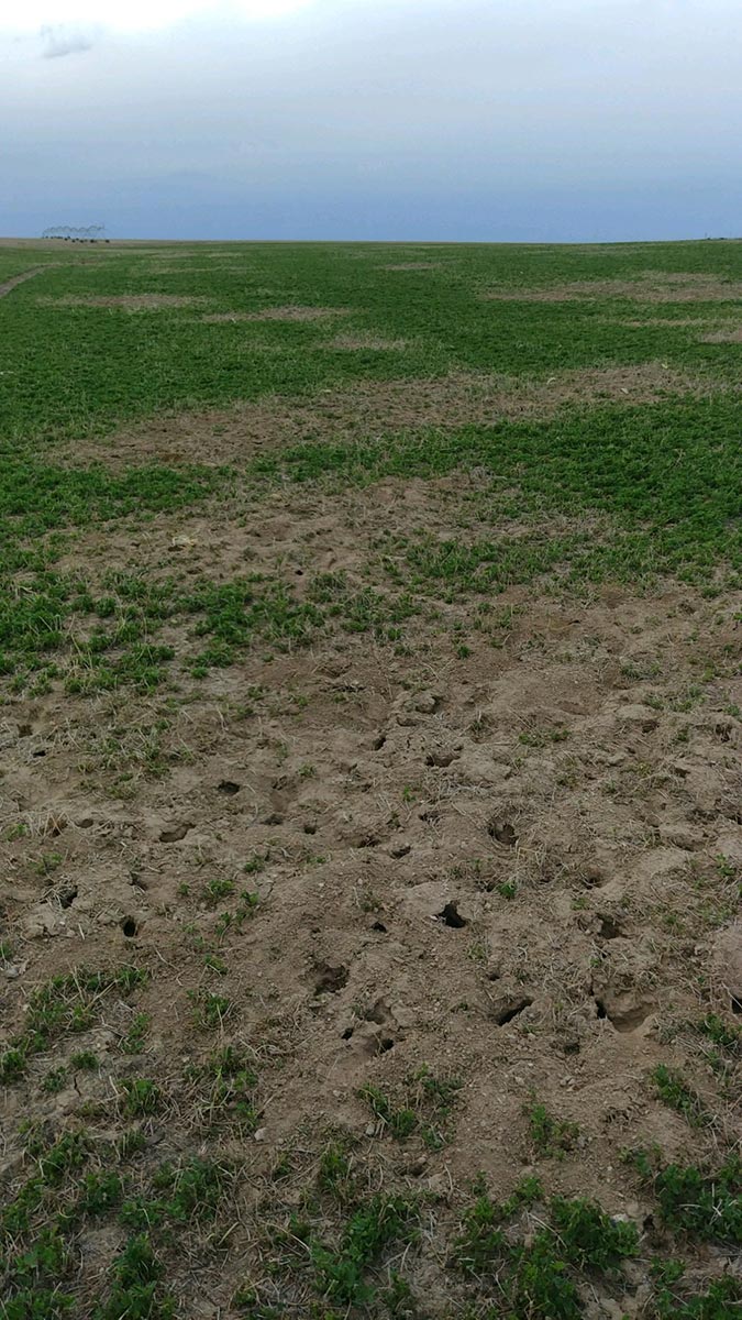 Alfalfa field with multiple holes and mounds of dirt