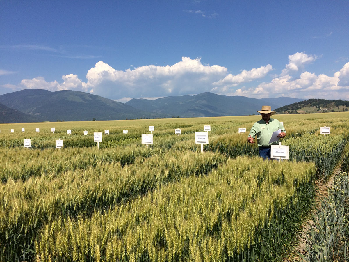 A man gestures towards grain plots labeled with signs.