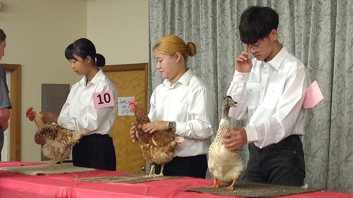 Three teens holding chickens on a table